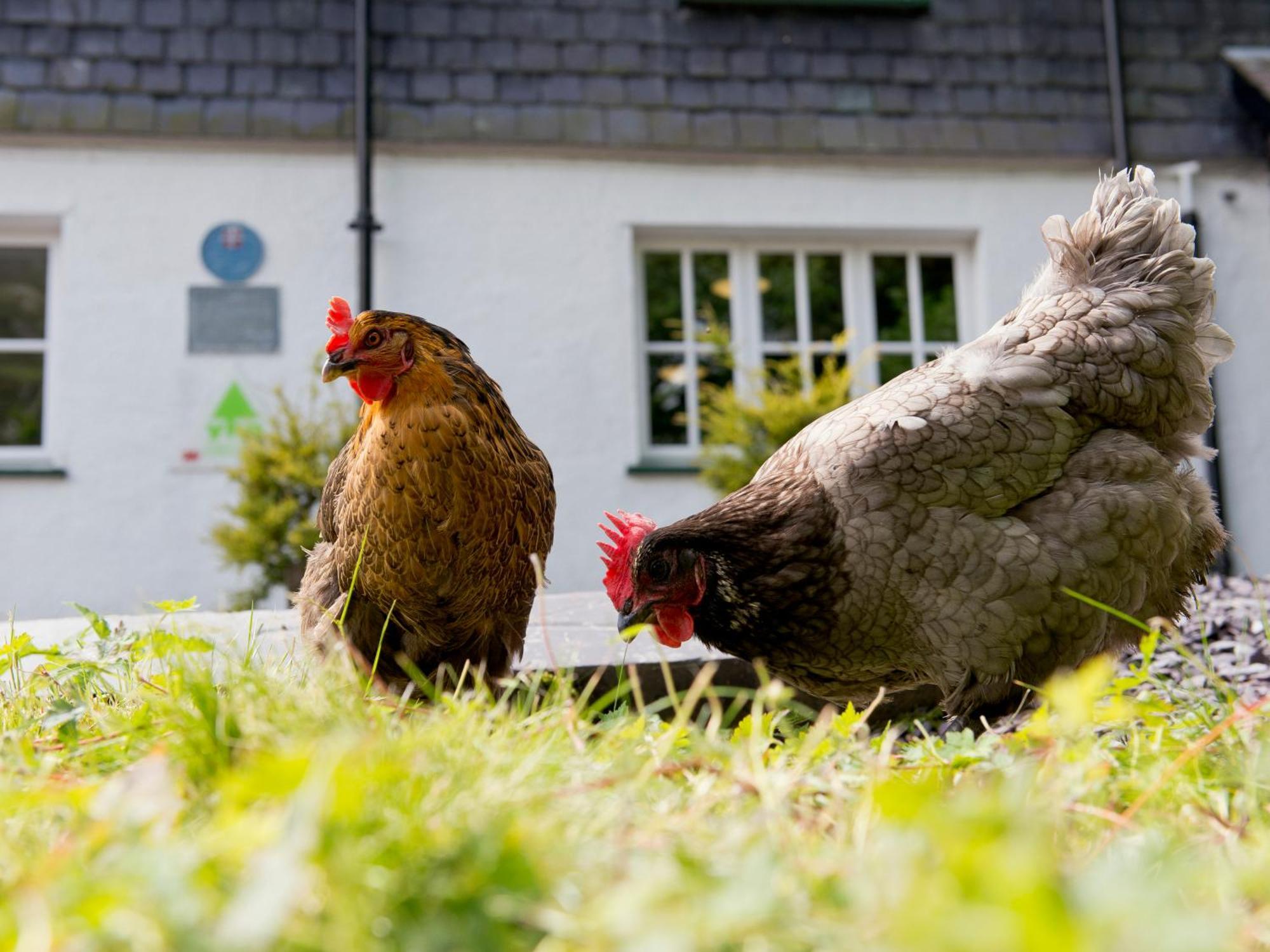 Yha Idwal Cottage Bethesda Exterior foto